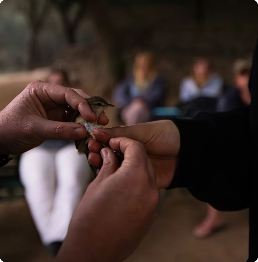 Hands gently holding a small bird.